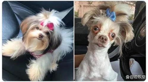 狗狗最新爆料视频大全,萌宠瞬间，笑料百出！